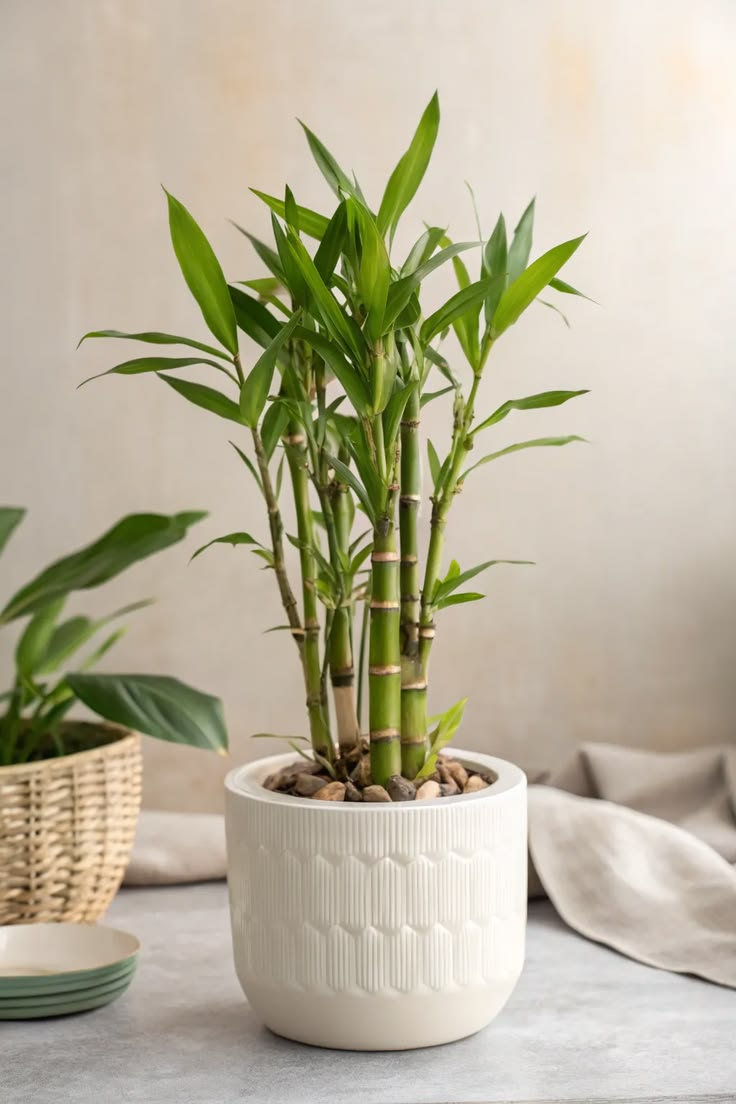 Vaso branco com bambu da sorte de caules verdes e folhas vibrantes, sobre uma superf&iacute;cie cinza. Ao fundo, um vaso de palha e um pano bege