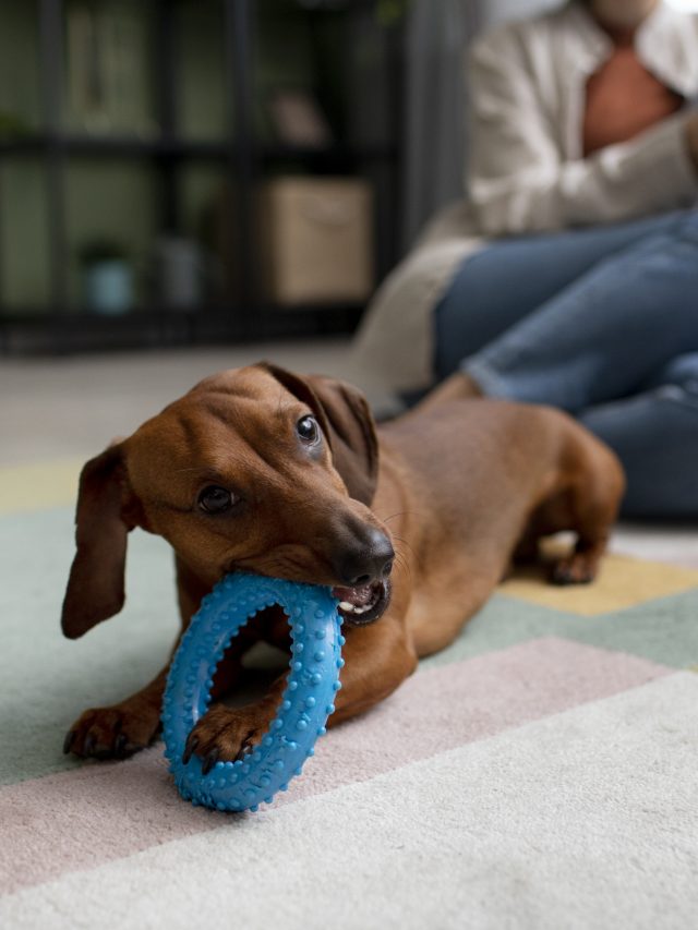 cropped-tapetes-pets.jpg