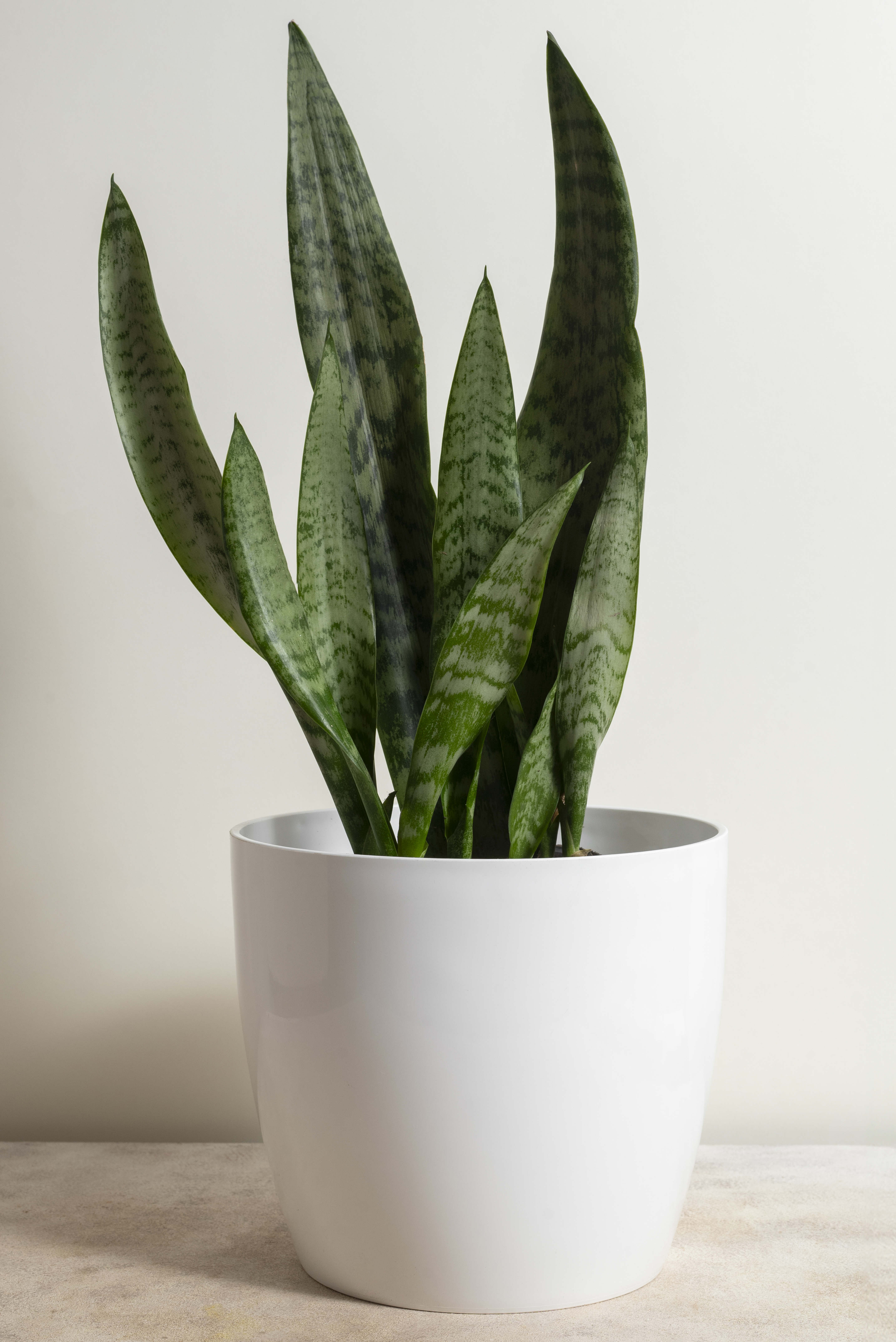 Planta espada-de-s&atilde;o-jorge em vaso branco cil&iacute;ndrico, com folhas verdes escuras e claras em tons de cinza, sobre uma superf&iacute;cie clara e fundo bege