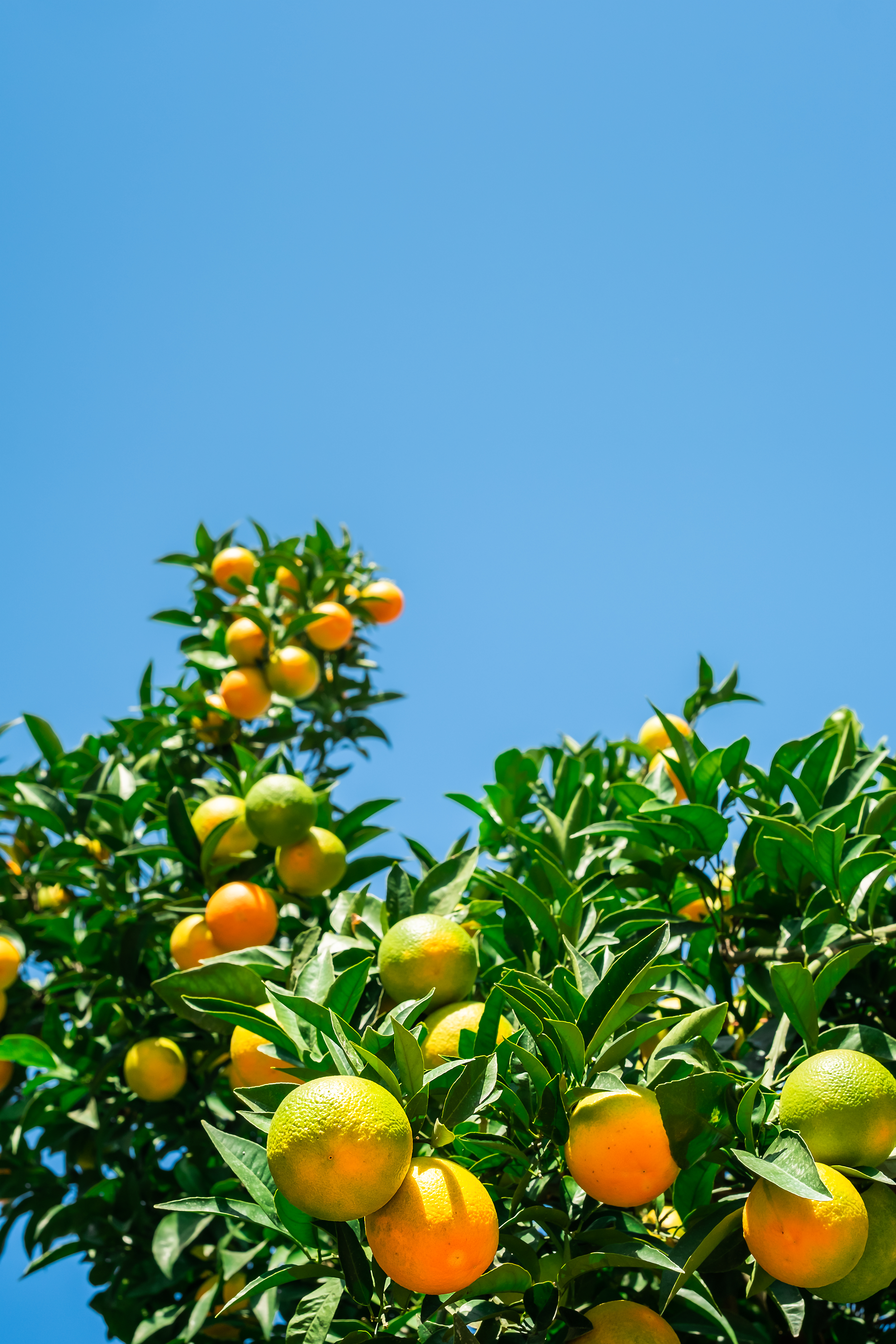 Laranjeira com frutos maduros e verdes, folhas vibrantes, sob um c&eacute;u azul claro e ensolarado