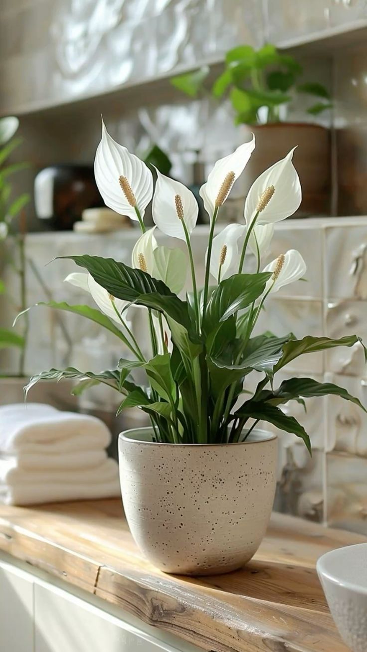 Vaso de l&iacute;rio-da-paz com flores brancas e folhas verdes escuras sobre um balc&atilde;o de madeira r&uacute;stica, com toalhas brancas dobradas e azulejos claros ao fundo