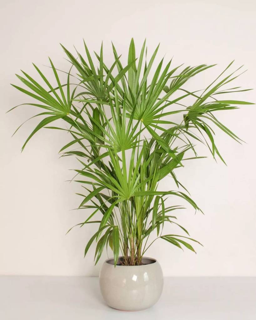 Planta de folhas verdes vibrantes, longas e pontiagudas, dispostas em formato de leque, em um vaso cinza claro arredondado, sobre uma superf&iacute;cie branca e com fundo branco
