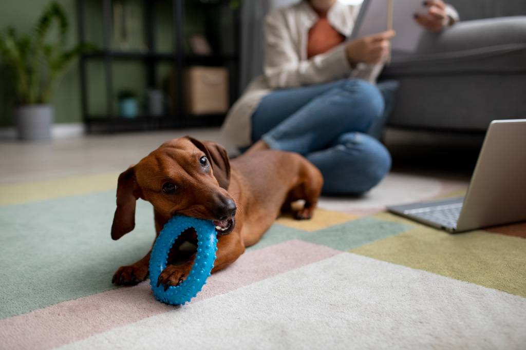 Adeus, pelos pela casa: 4 tapetes ideais para quem tem pets