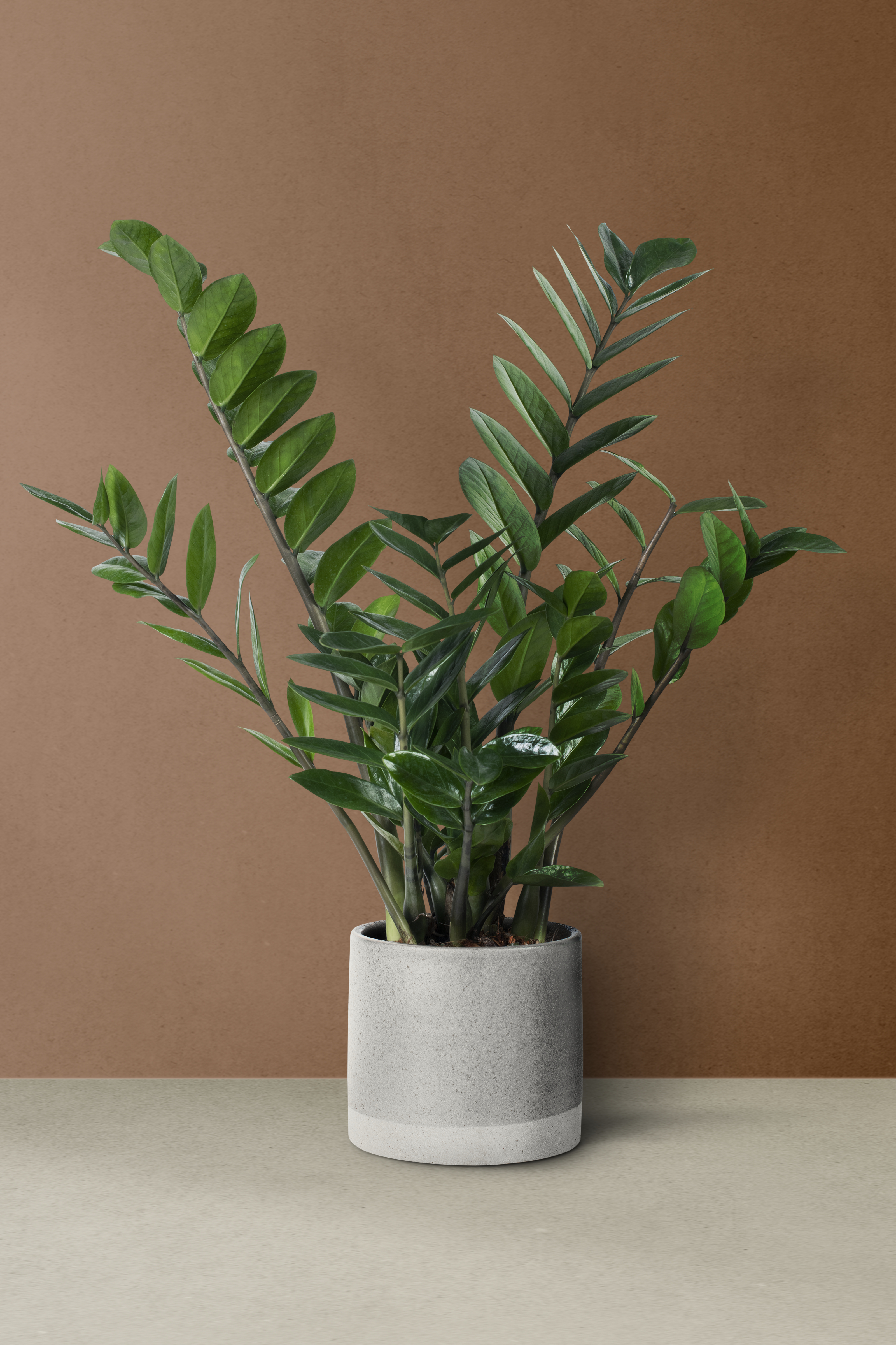 Planta Zamioculcas com folhas verdes escuras e brilhantes, em um vaso cinza de cimento com base branca, sobre uma superf&iacute;cie bege clara e fundo marrom