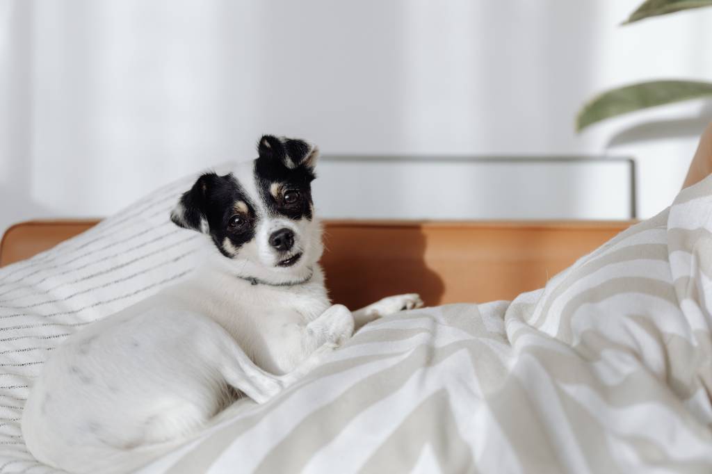 Adestramento
