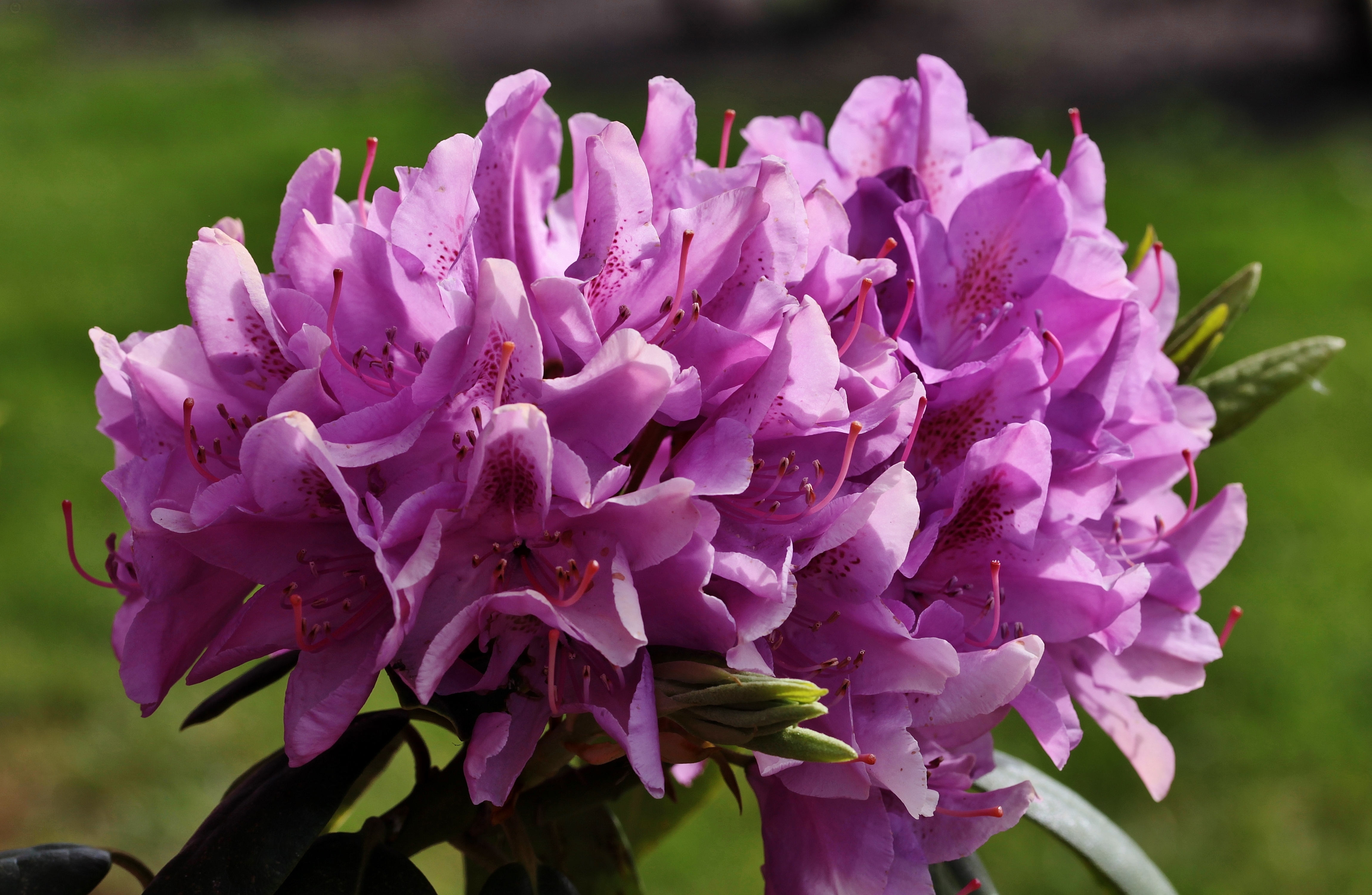 Agrupamento de flores de rododendro roxas com p&eacute;talas abertas e estames vis&iacute;veis, em primeiro plano, com gramado verde desfocado ao fundo