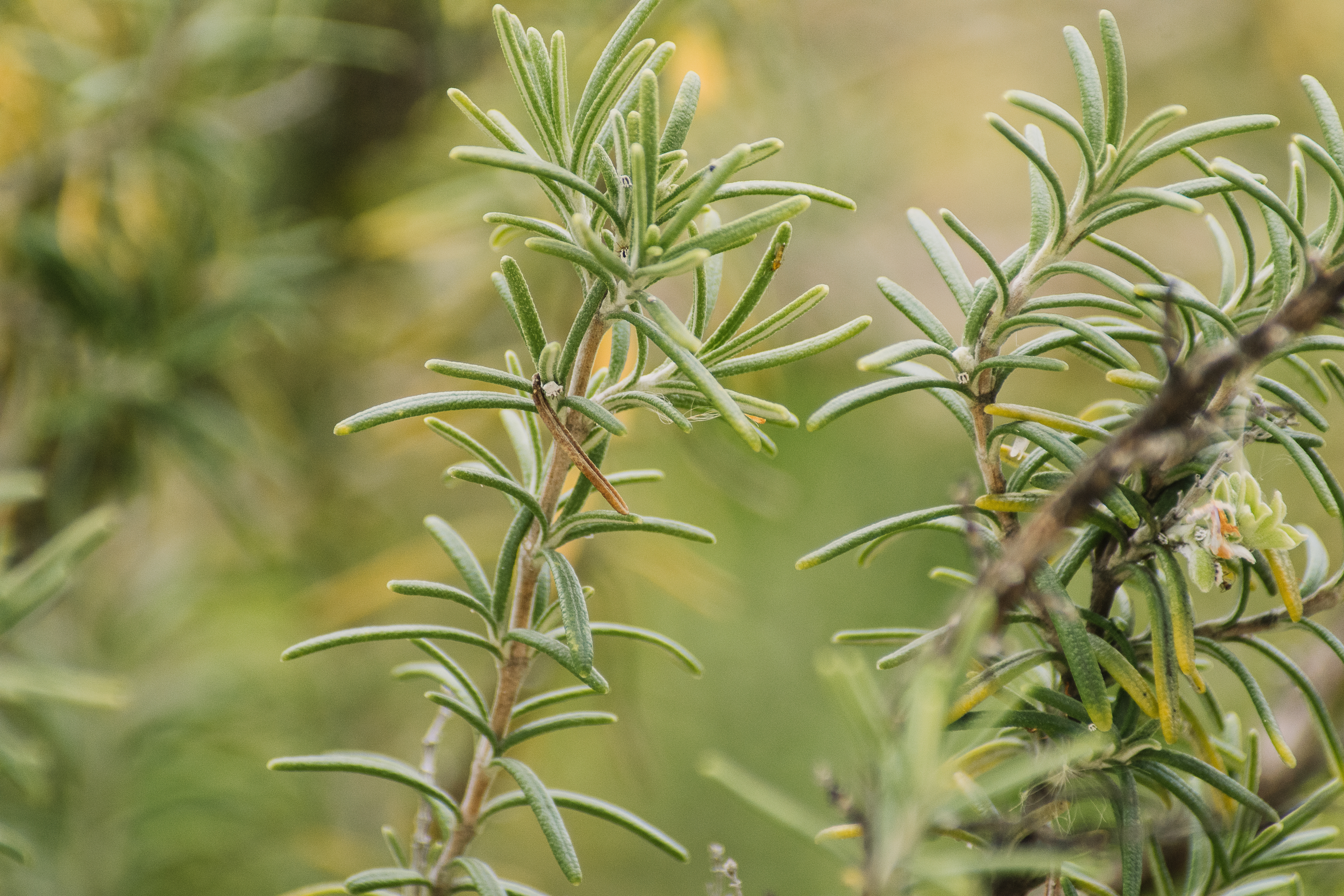 Ramos de alecrim com folhas verdes alongadas e finas, alguns com pequenas flores esbranqui&ccedil;adas e tons amarelados, em fundo desfocado de vegeta&ccedil;&atilde;o