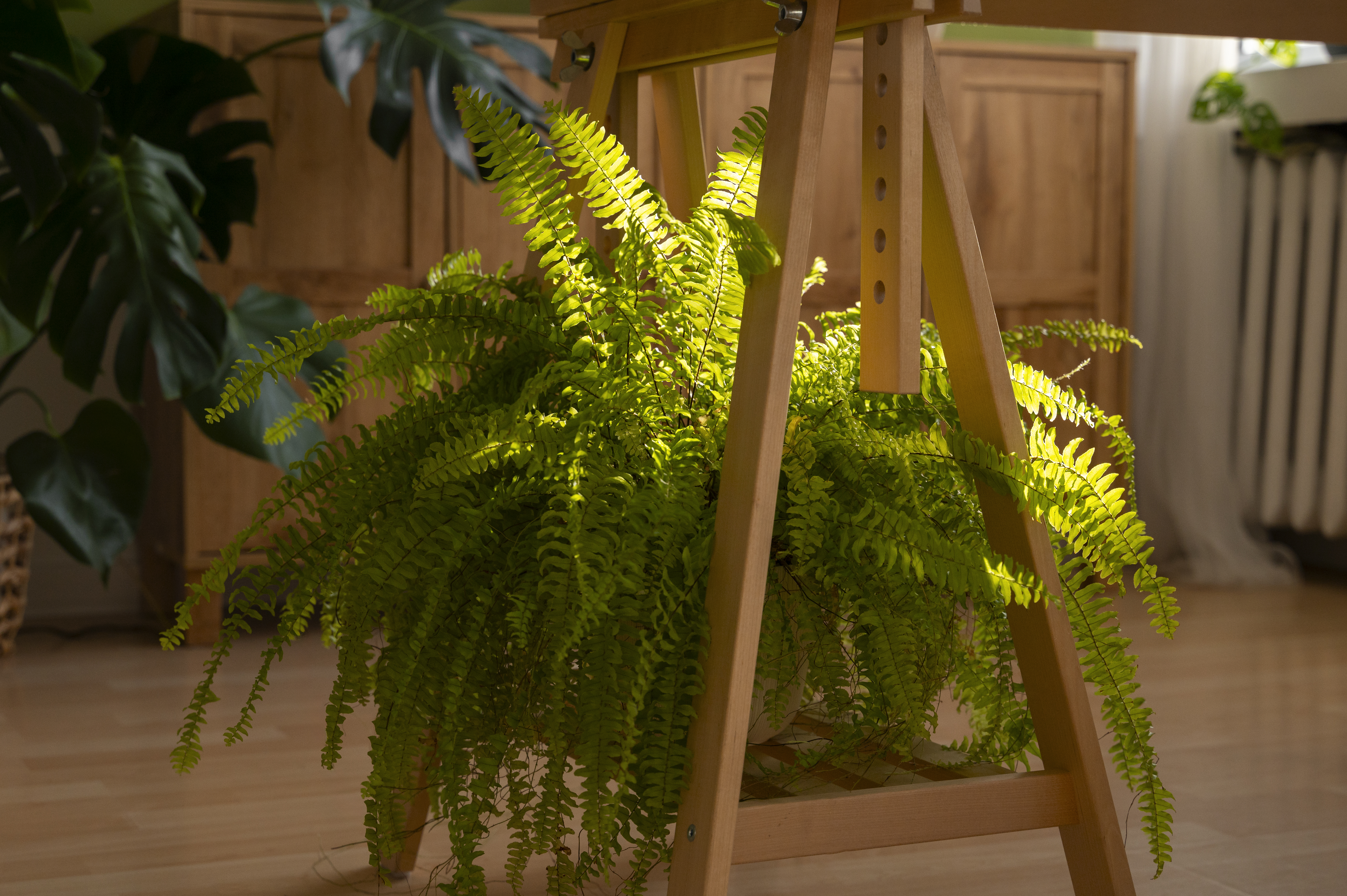Uma samambaia exuberante com folhas verdes vibrantes, iluminada por um feixe de luz solar, sob uma estrutura de madeira clara. Ao fundo, m&oacute;veis de madeira e uma planta monstera escura, com piso de madeira e um radiador branco &agrave; direita, criando um ambiente acolhedor