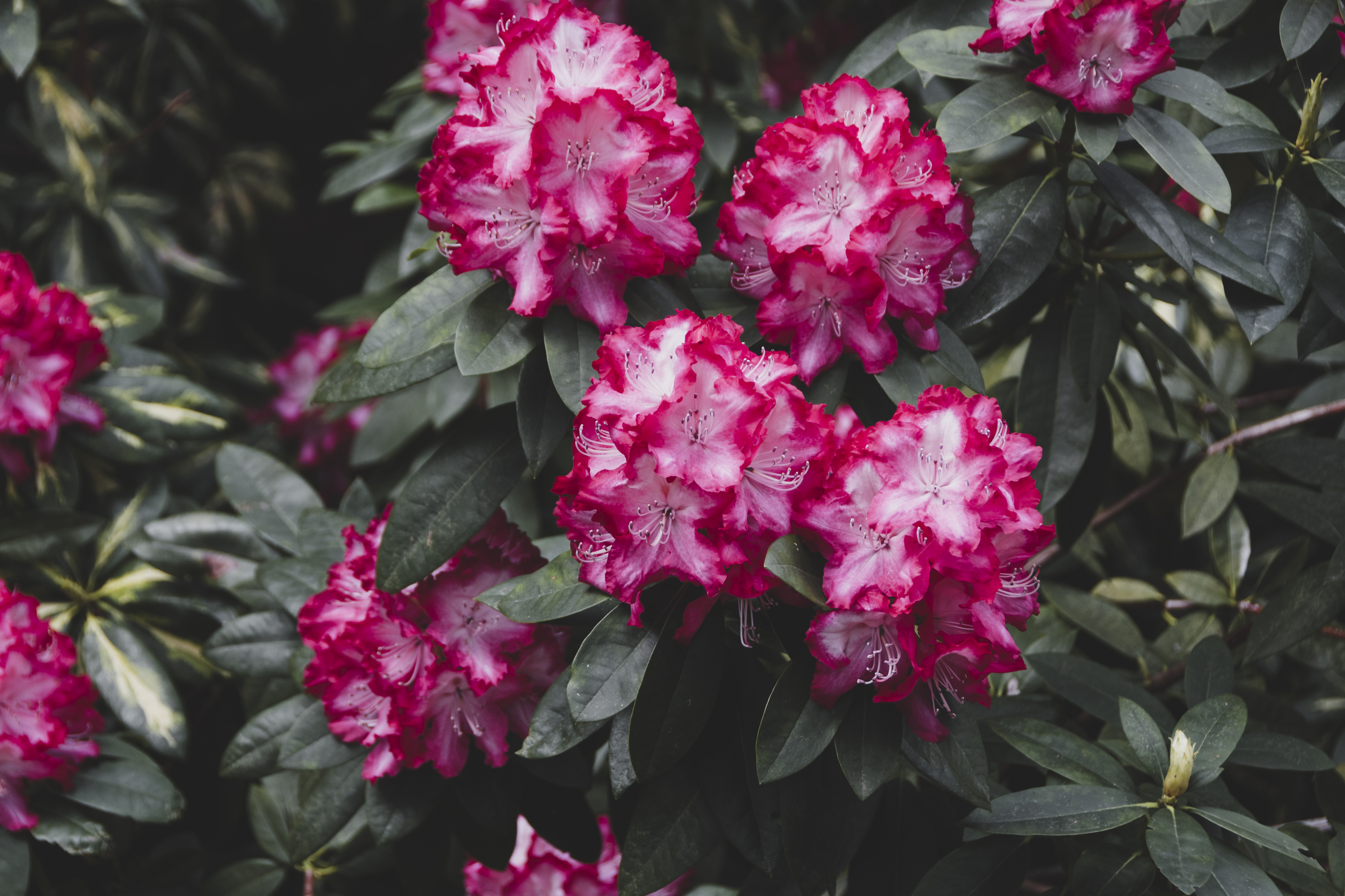 Agrupamento de flores de rododendro com p&eacute;talas rosa vibrante e centro branco, cercadas por folhas verdes escuras