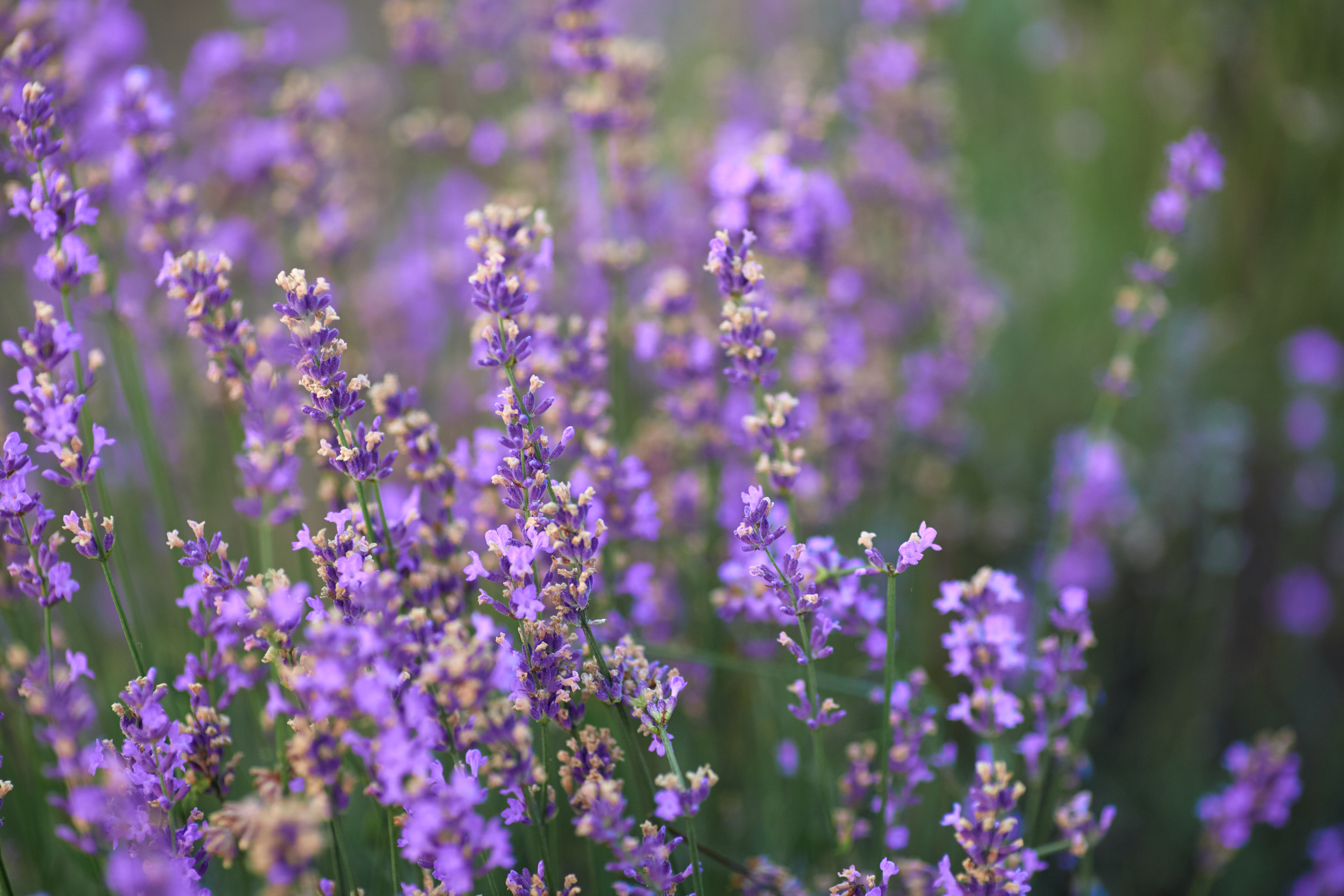 Campo de lavanda com flores roxas e pequenos pontos amarelos, em foco no centro e desfoque nas laterais, com tons de verde no fundo