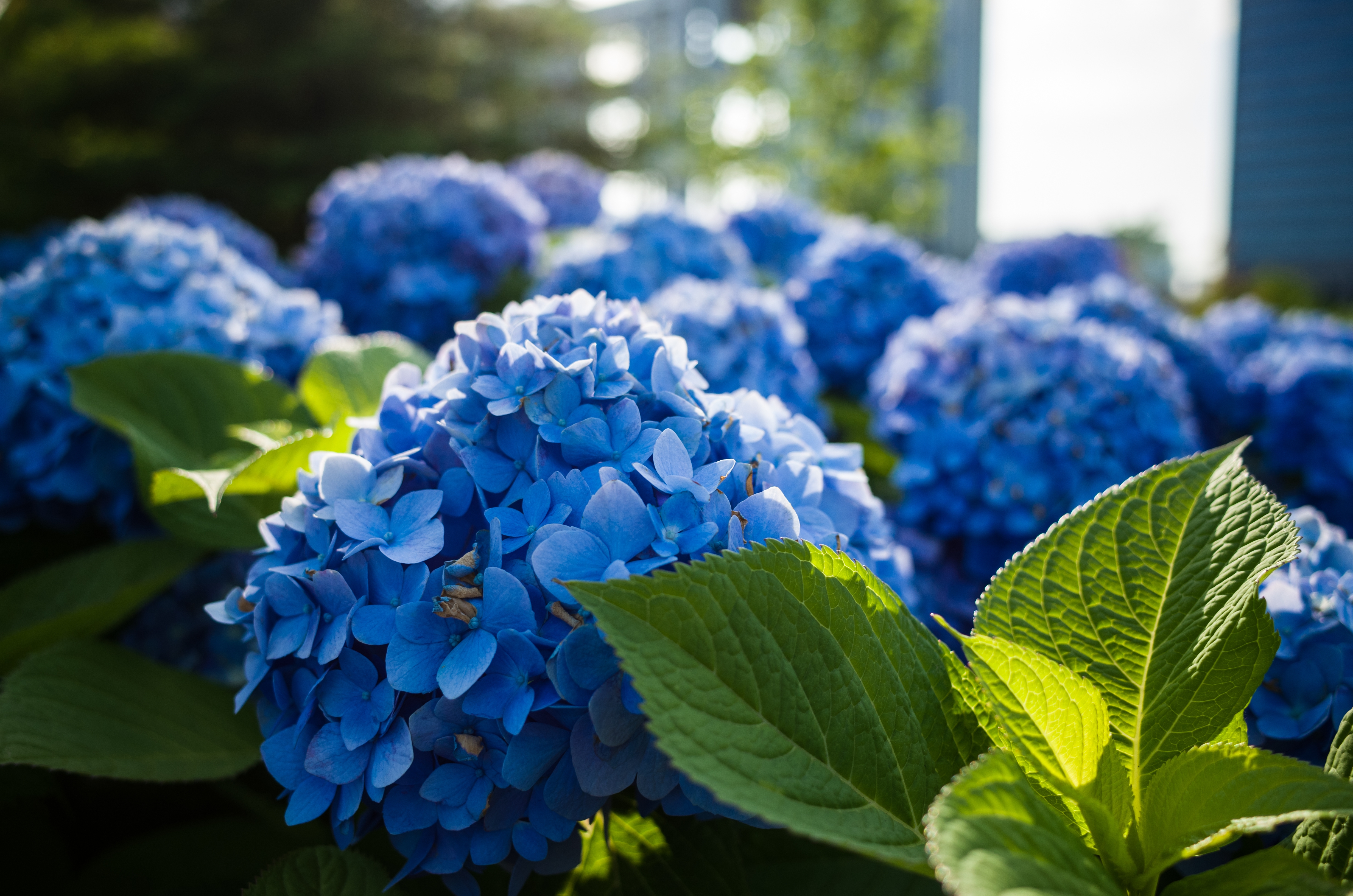 Agrupamento de hort&ecirc;nsias azuis vibrantes em primeiro plano, com folhas verdes e outras flores desfocadas ao fundo, sob luz solar